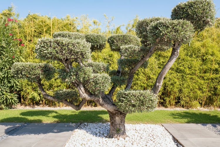 Cabinet Briand | Agent immobilier Royan, agence spécialiste des biens immobiliers de prestige sur la côte charentaise